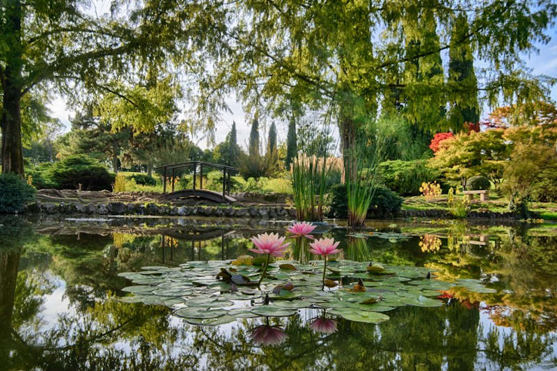 Laghetto e Ninfee al parco Sigurtà